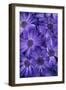 Purple Cineria Blossoms-Darrell Gulin-Framed Photographic Print