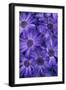 Purple Cineria Blossoms-Darrell Gulin-Framed Photographic Print