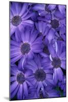 Purple Cineria Blossoms-Darrell Gulin-Mounted Photographic Print