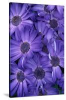 Purple Cineria Blossoms-Darrell Gulin-Stretched Canvas