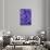 Purple Cineria Blossoms-Darrell Gulin-Stretched Canvas displayed on a wall