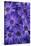 Purple Cineria Blossoms-Darrell Gulin-Stretched Canvas