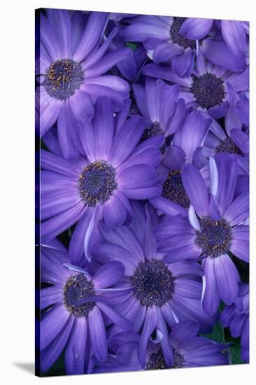 Purple Cineria Blossoms-Darrell Gulin-Stretched Canvas