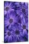 Purple Cineria Blossoms-Darrell Gulin-Stretched Canvas