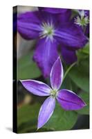 Purple clematis flowers-Anna Miller-Stretched Canvas