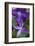 Purple clematis flowers-Anna Miller-Framed Photographic Print