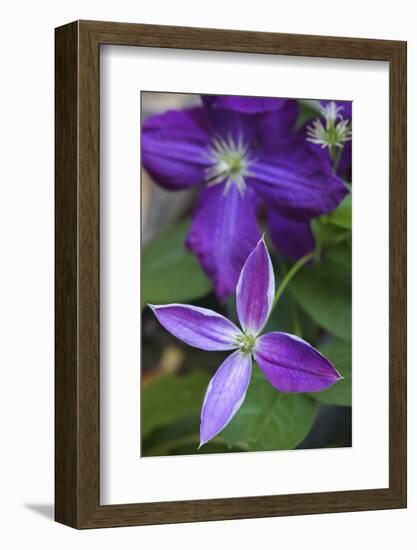 Purple clematis flowers-Anna Miller-Framed Photographic Print