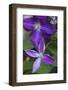 Purple clematis flowers-Anna Miller-Framed Photographic Print