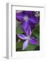 Purple clematis flowers-Anna Miller-Framed Photographic Print