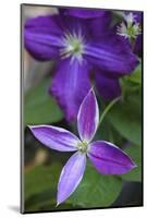 Purple clematis flowers-Anna Miller-Mounted Photographic Print