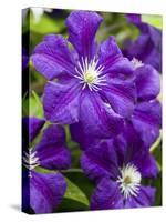 Purple Clematis in Full Bloom-Terry Eggers-Stretched Canvas