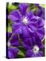 Purple Clematis in Full Bloom-Terry Eggers-Stretched Canvas