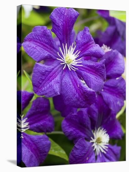 Purple Clematis in Full Bloom-Terry Eggers-Stretched Canvas