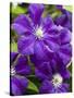 Purple Clematis in Full Bloom-Terry Eggers-Stretched Canvas