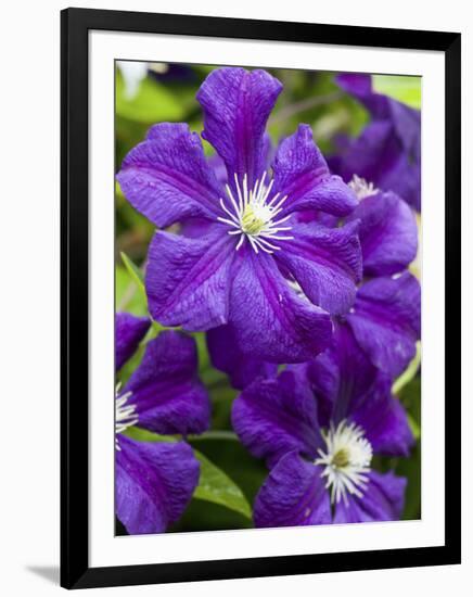 Purple Clematis in Full Bloom-Terry Eggers-Framed Premium Photographic Print