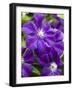 Purple Clematis in Full Bloom-Terry Eggers-Framed Photographic Print