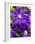 Purple Clematis in Full Bloom-Terry Eggers-Framed Photographic Print