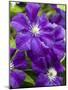 Purple Clematis in Full Bloom-Terry Eggers-Mounted Photographic Print