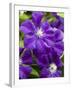 Purple Clematis in Full Bloom-Terry Eggers-Framed Photographic Print