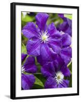 Purple Clematis in Full Bloom-Terry Eggers-Framed Photographic Print