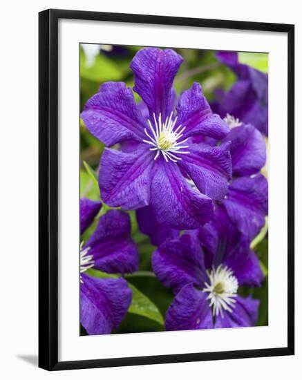 Purple Clematis in Full Bloom-Terry Eggers-Framed Photographic Print