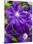 Purple Clematis in Full Bloom-Terry Eggers-Mounted Photographic Print