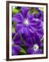 Purple Clematis in Full Bloom-Terry Eggers-Framed Photographic Print