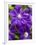 Purple Clematis in Full Bloom-Terry Eggers-Framed Photographic Print