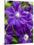 Purple Clematis in Full Bloom-Terry Eggers-Mounted Photographic Print