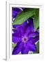 Purple clematis, USA-Lisa Engelbrecht-Framed Photographic Print