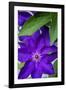 Purple clematis, USA-Lisa Engelbrecht-Framed Photographic Print