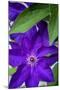 Purple clematis, USA-Lisa Engelbrecht-Mounted Photographic Print