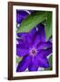 Purple clematis, USA-Lisa Engelbrecht-Framed Photographic Print