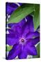 Purple clematis, USA-Lisa Engelbrecht-Stretched Canvas