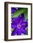 Purple clematis, USA-Lisa Engelbrecht-Framed Photographic Print