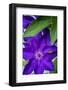 Purple clematis, USA-Lisa Engelbrecht-Framed Photographic Print