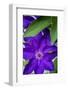 Purple clematis, USA-Lisa Engelbrecht-Framed Photographic Print