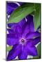 Purple clematis, USA-Lisa Engelbrecht-Mounted Photographic Print
