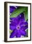 Purple clematis, USA-Lisa Engelbrecht-Framed Photographic Print