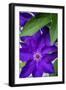 Purple clematis, USA-Lisa Engelbrecht-Framed Photographic Print