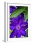 Purple clematis, USA-Lisa Engelbrecht-Framed Photographic Print