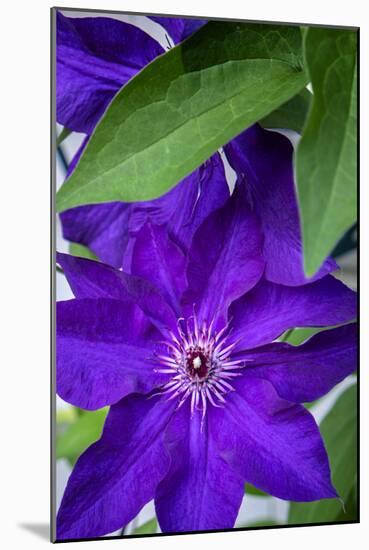 Purple clematis, USA-Lisa Engelbrecht-Mounted Photographic Print