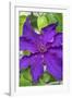 Purple Clematis, USA-Lisa Engelbrecht-Framed Photographic Print