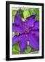 Purple Clematis, USA-Lisa Engelbrecht-Framed Photographic Print