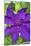 Purple Clematis, USA-Lisa Engelbrecht-Mounted Photographic Print
