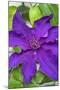 Purple Clematis, USA-Lisa Engelbrecht-Mounted Photographic Print