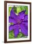 Purple Clematis, USA-Lisa Engelbrecht-Framed Photographic Print