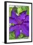 Purple Clematis, USA-Lisa Engelbrecht-Framed Photographic Print