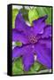 Purple Clematis, USA-Lisa Engelbrecht-Framed Stretched Canvas