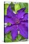 Purple Clematis, USA-Lisa Engelbrecht-Stretched Canvas